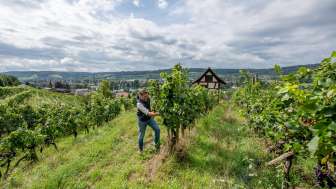 Guided tour: From the Vine to the Glass in Stein am Rhein