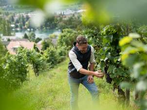A winegrower stands in the vines and checks his grapes. He is wearing a dark blue gilet and jeans.