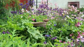 Garden path Osterfingen