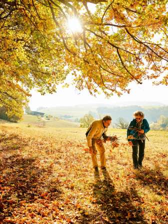 Two people are walking along the edge of the forest and collecting golden leaves from the autumn trees.